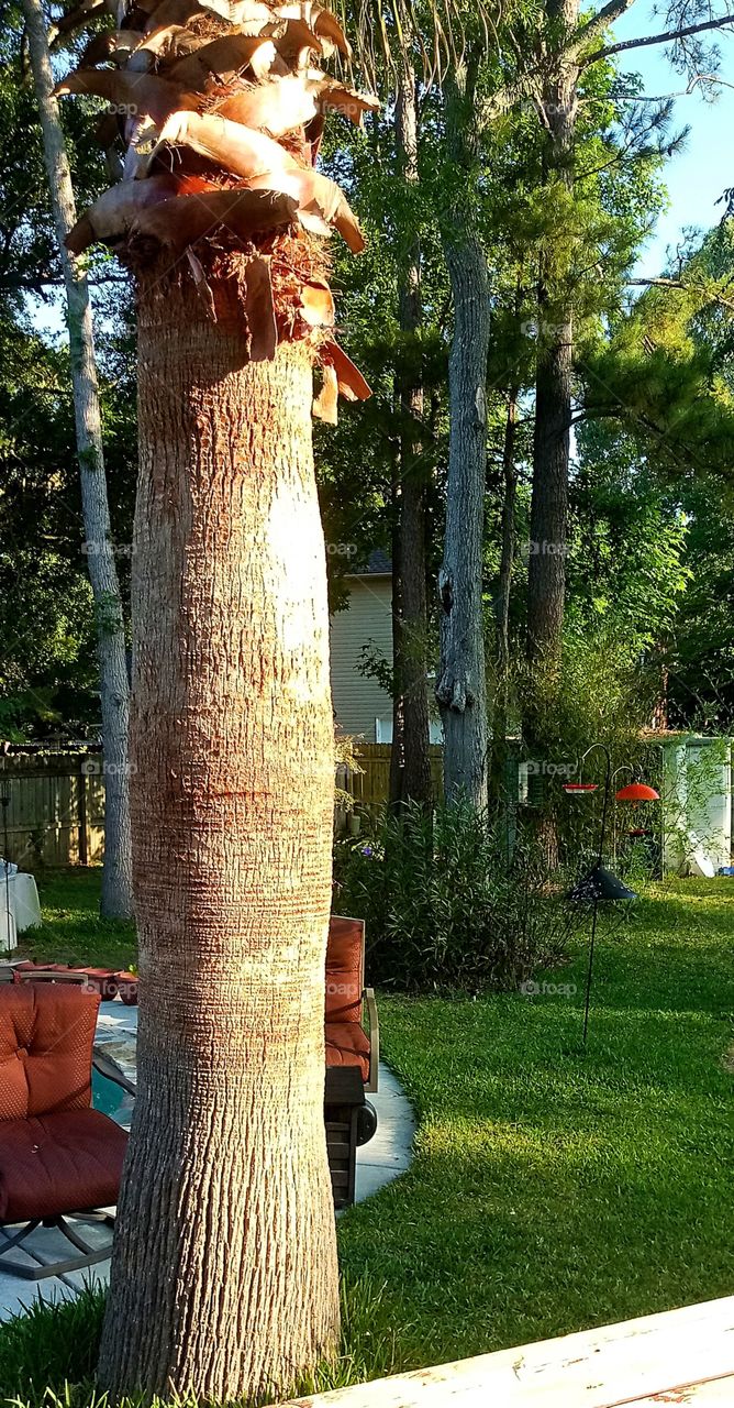 a tropical garden in the morning sunlight