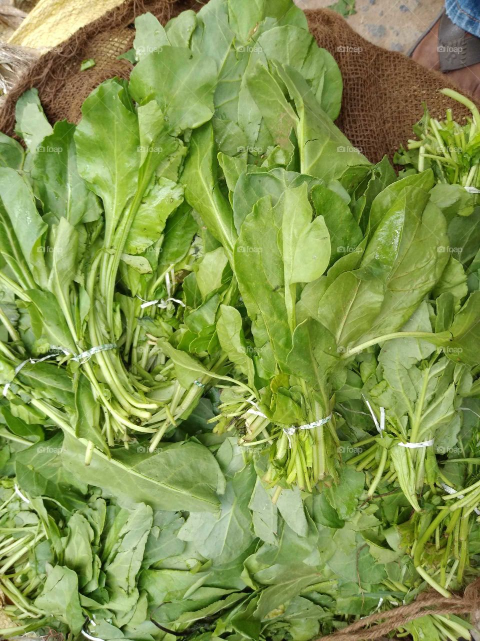 fresh leafy vegetable spinach
