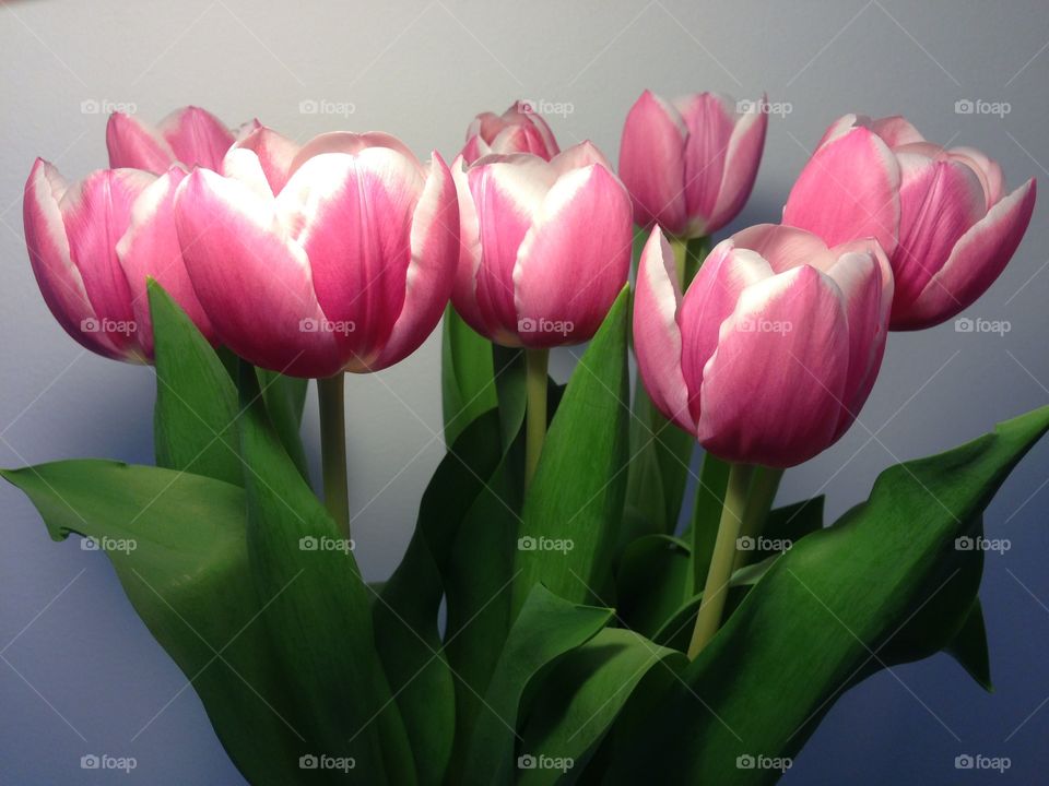 Pink tulip flowers