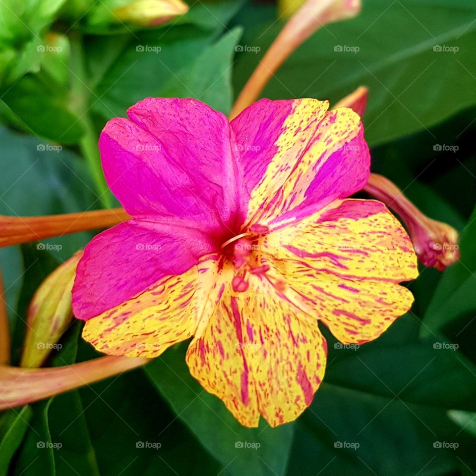 wonderful flower (flor maravilha)