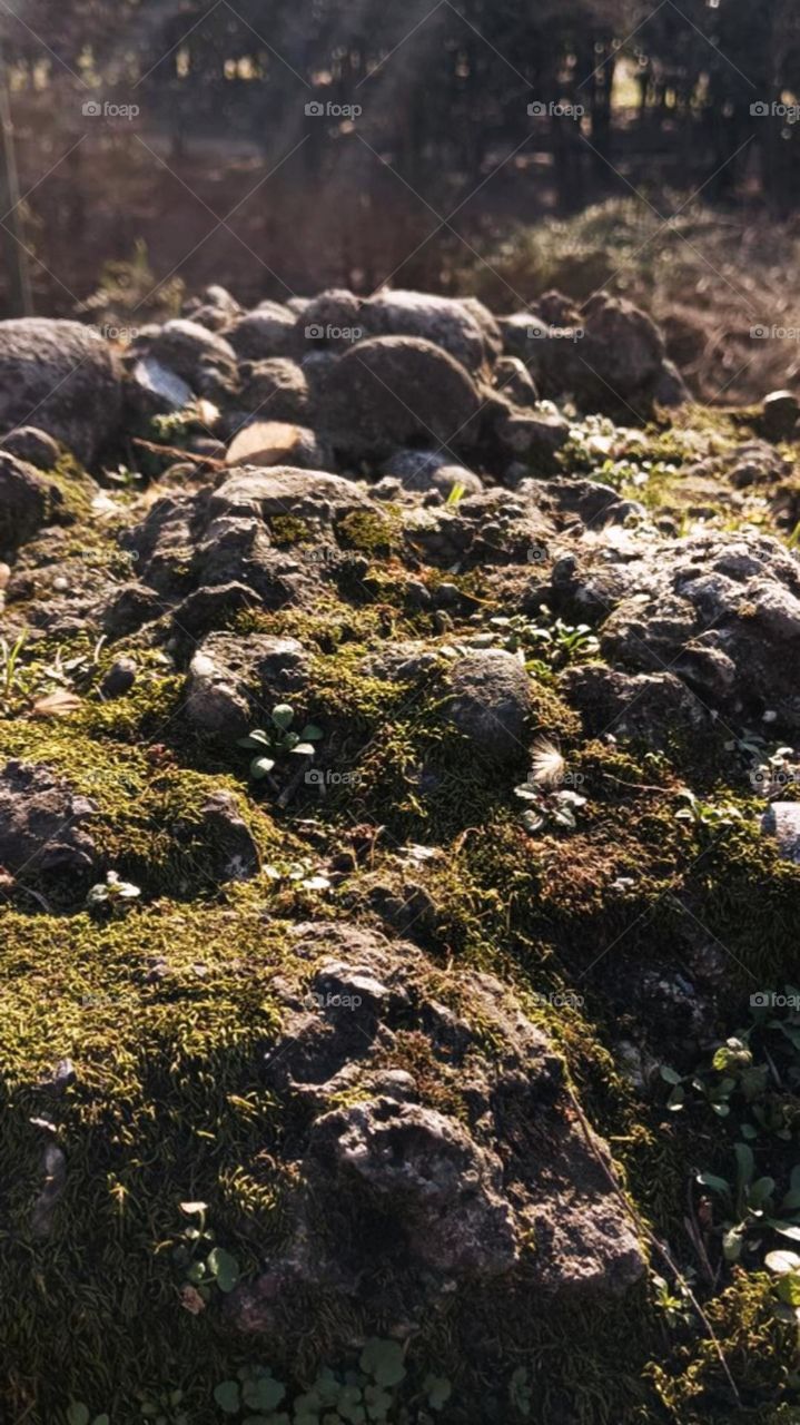 Moss on rocks close up