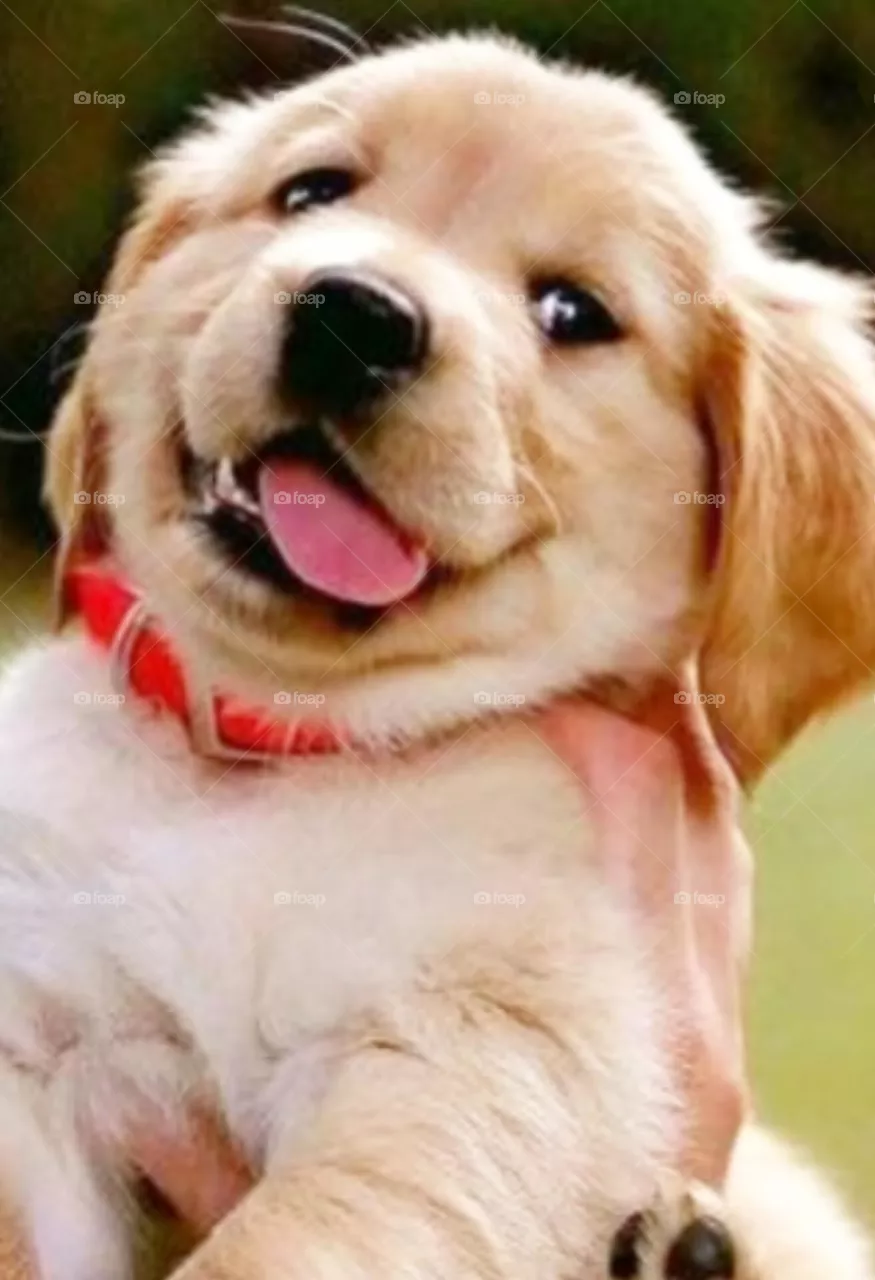 🐕