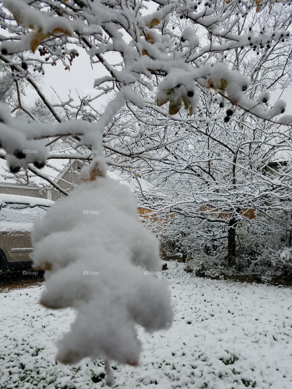 Snowy
 branch