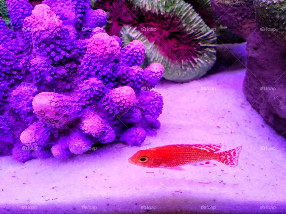 Orange fish swimming and colorful coral.