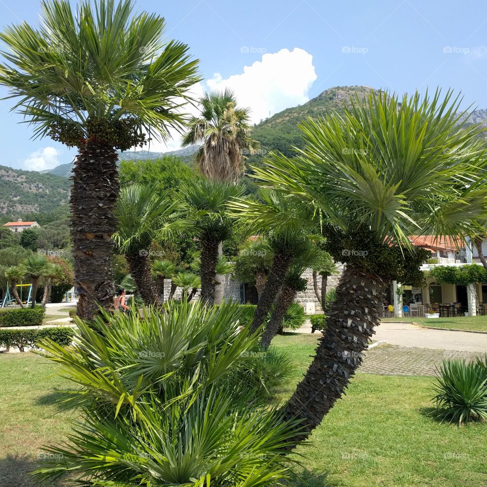 How many palm trees are on the picture?😅