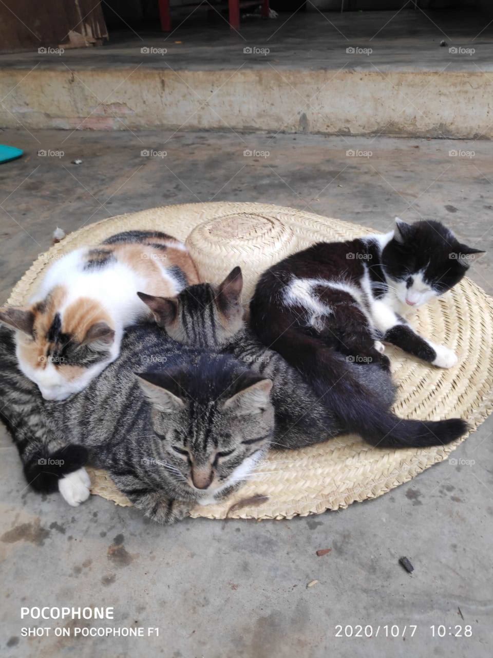 Ninhada de gatos no chapéu,  chamego felino!