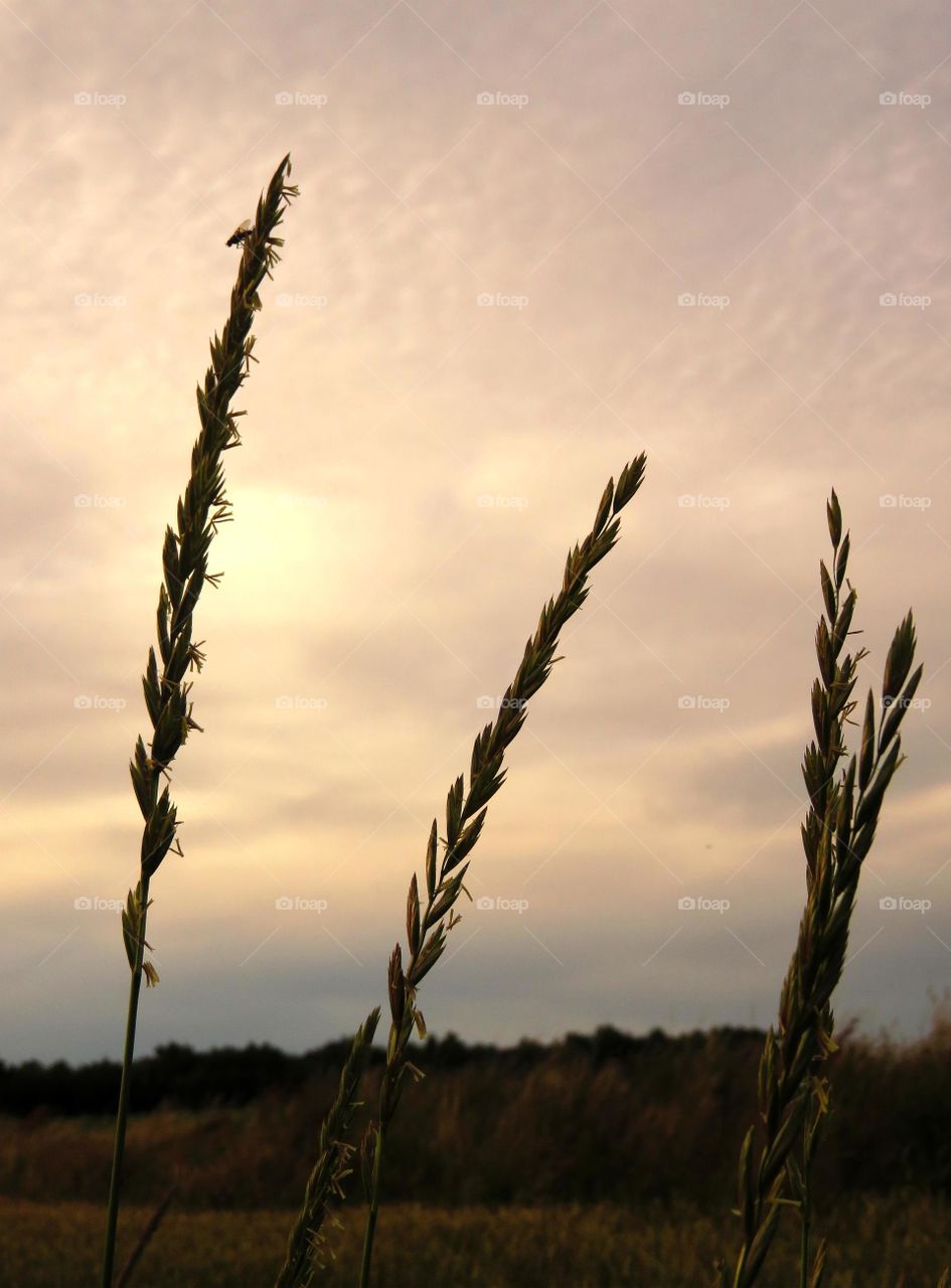 grass in sunset