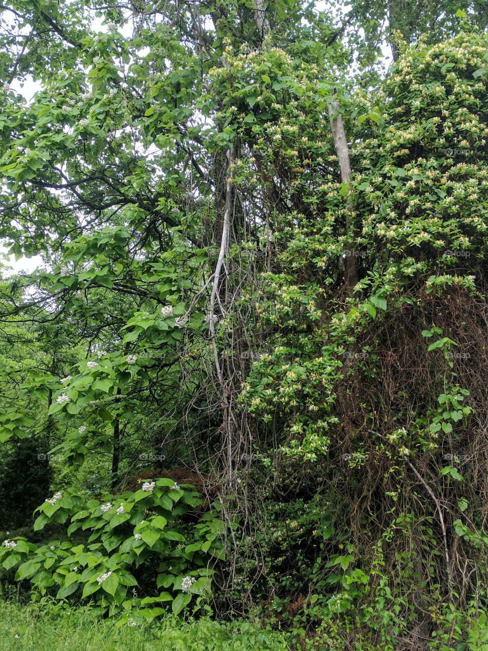 acacia and honeysuckle