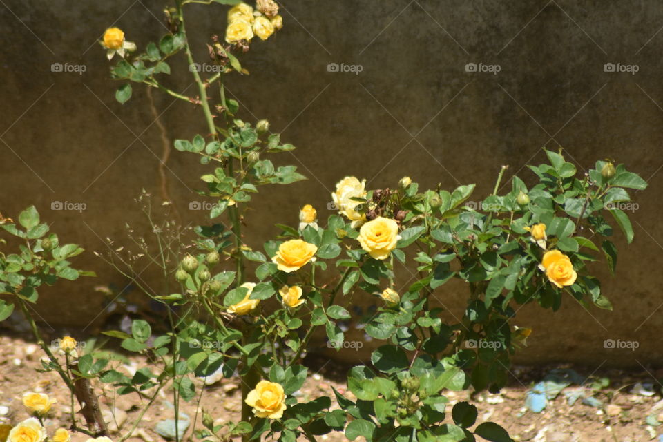 Meeting up with beautiful flowers always gives you a wonderful feeling