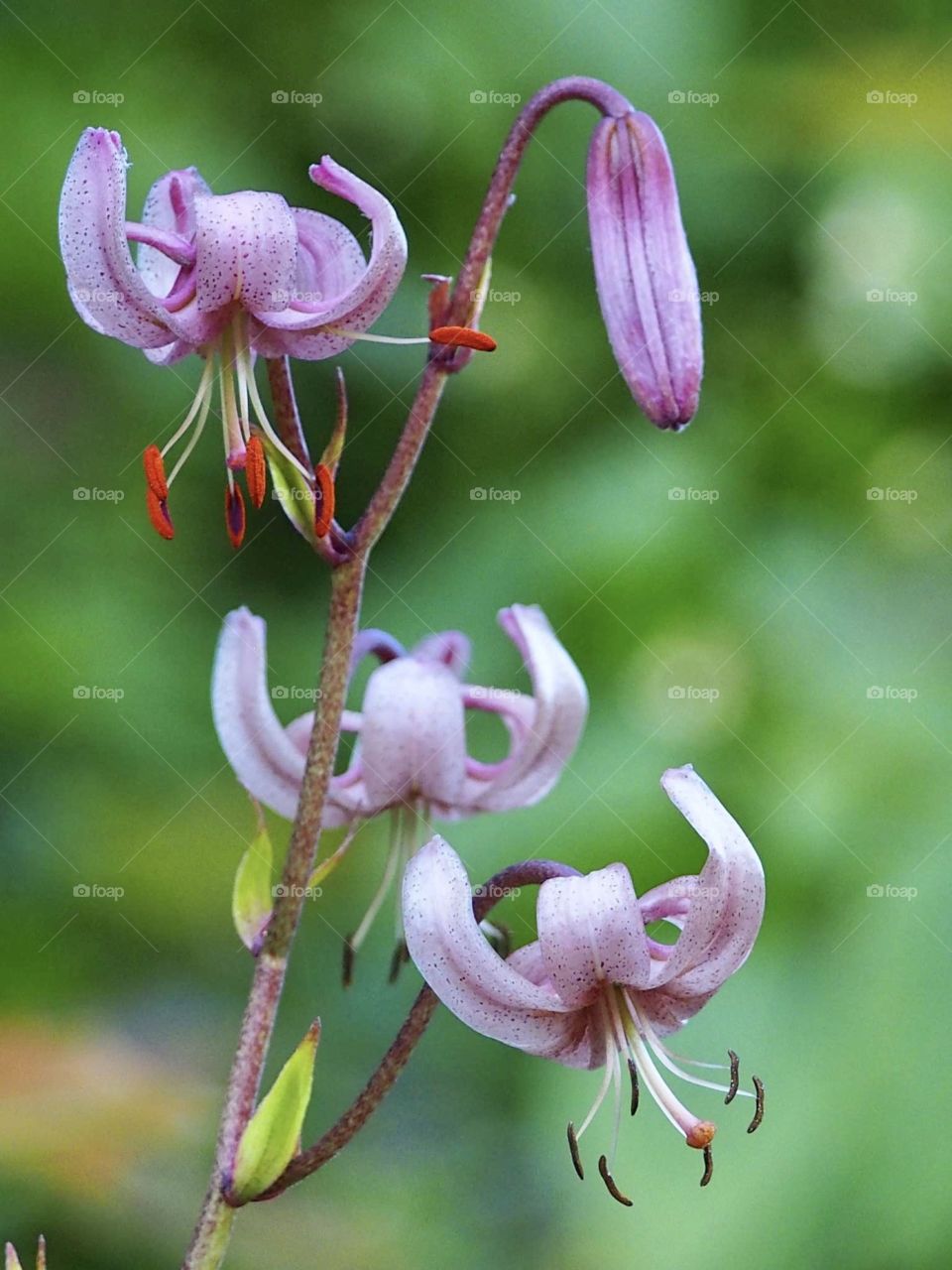 Wild lily in the forest