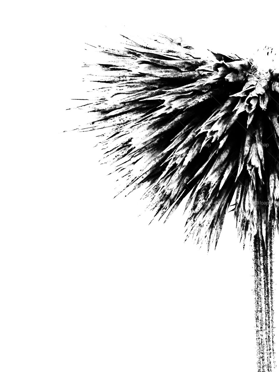 Life in black and white