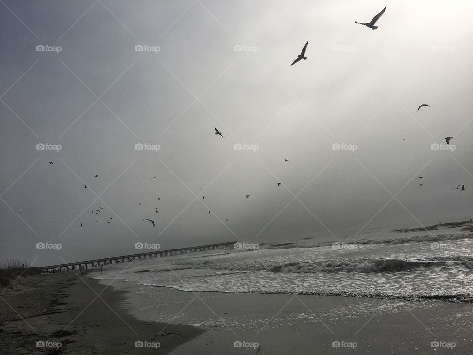  Isle of Palms Ocean Scene South Carolina with Seagulls after a storm