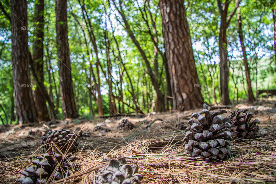 pine cone on pine needles