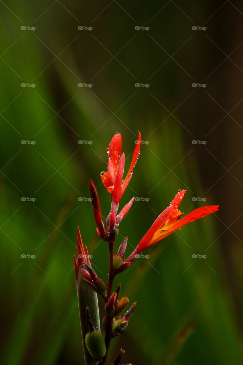 yellow flower blooming after rains