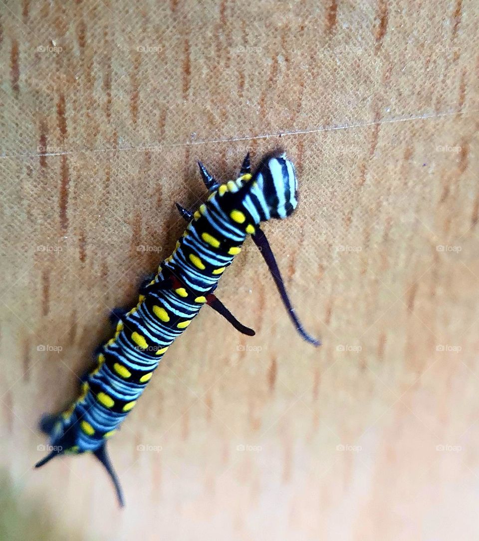 Endangered Monarch Caterpillar on Broken Furniture