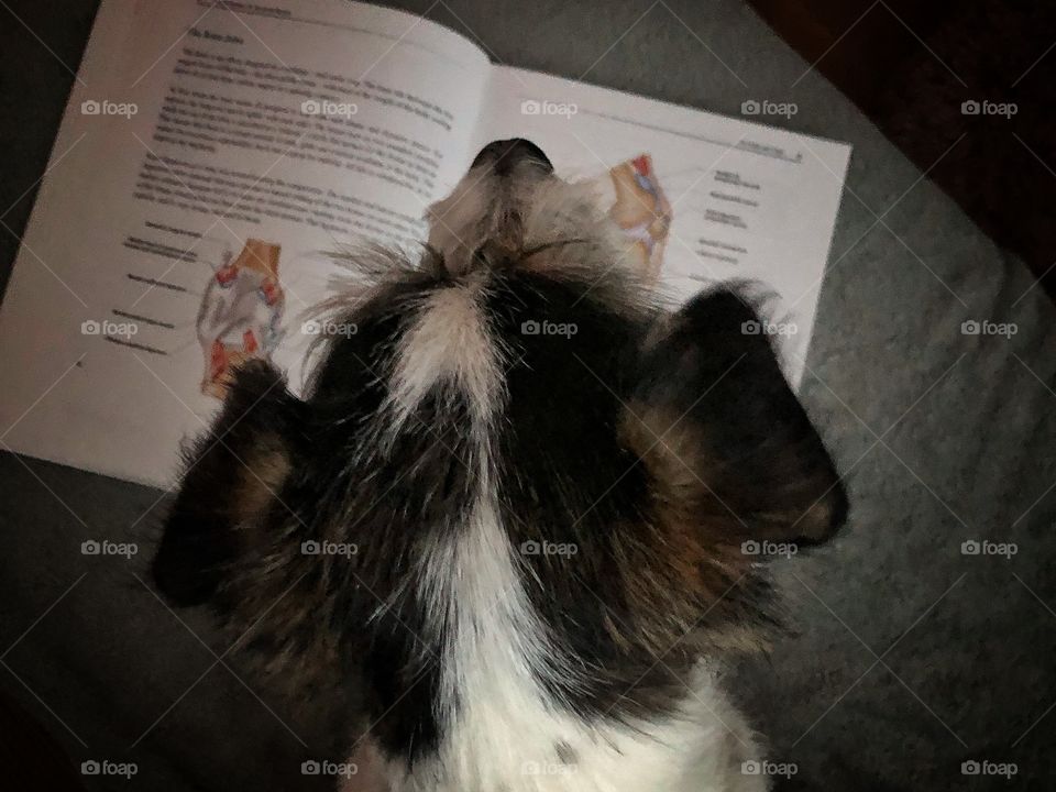 Reading dog