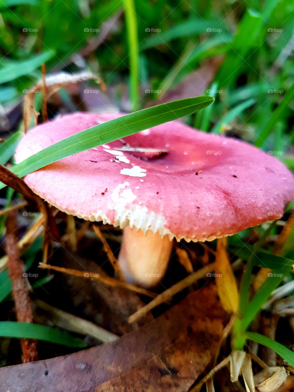 pink fungi