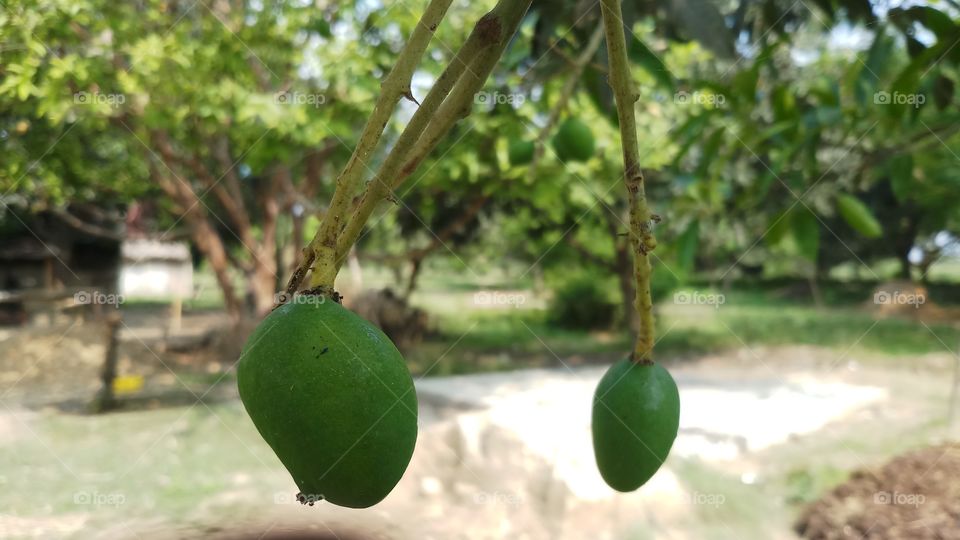 Mango fruit / Mangifera indica bunch on the tree, Guimaras Island, Philippines!