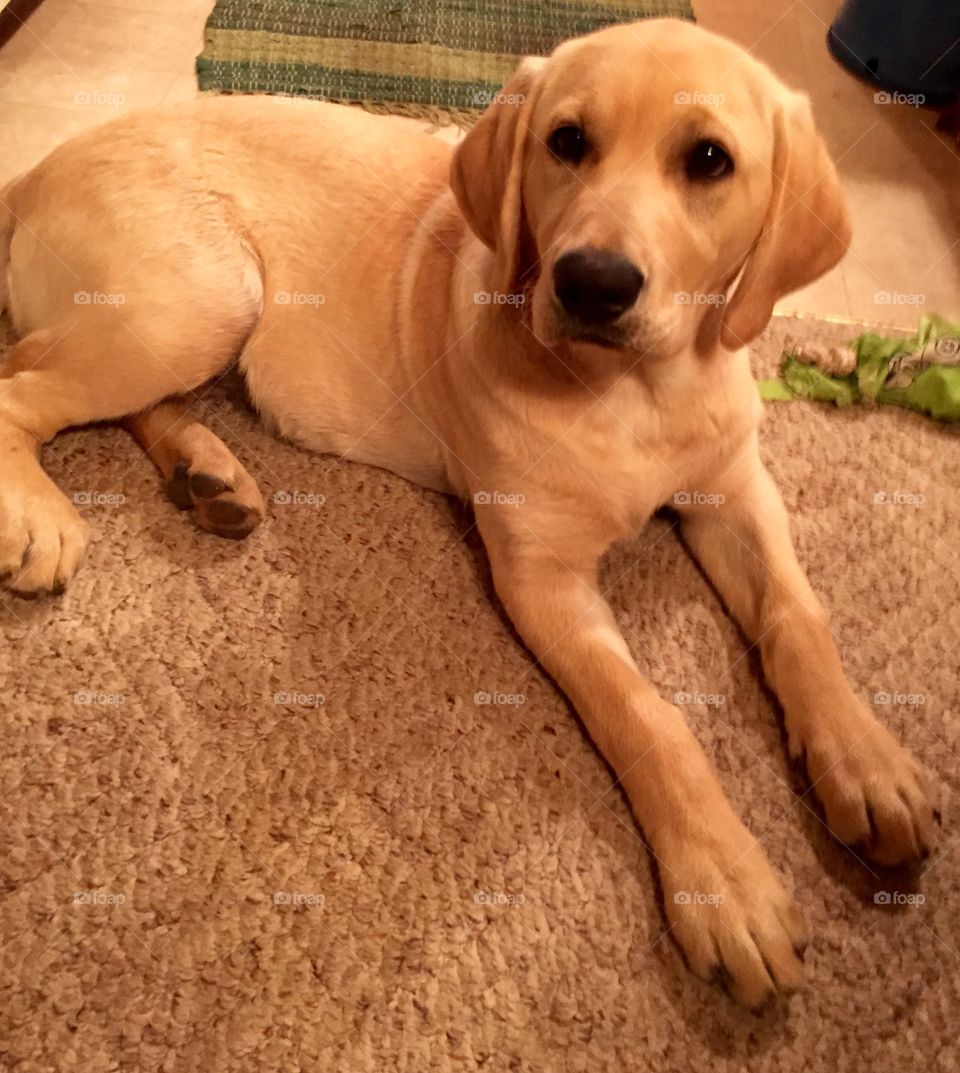 Labrador pup