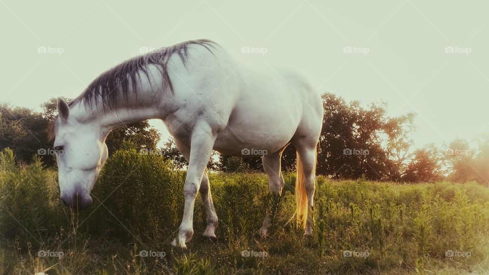 Horse