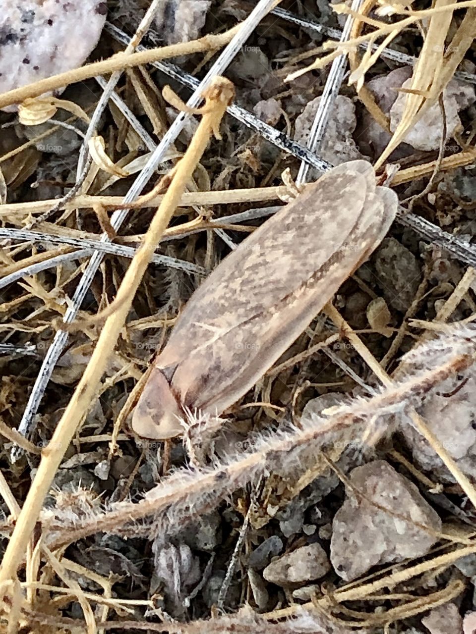 Desert cockroach among the desert brush