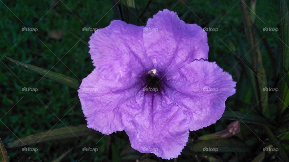 sejenis bunga warna ungu yang jarang di lihat.