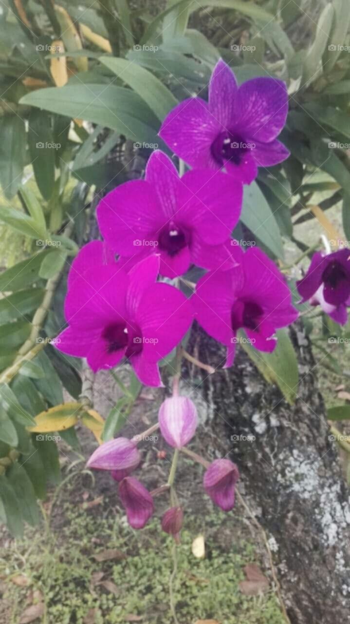 Orquídeas