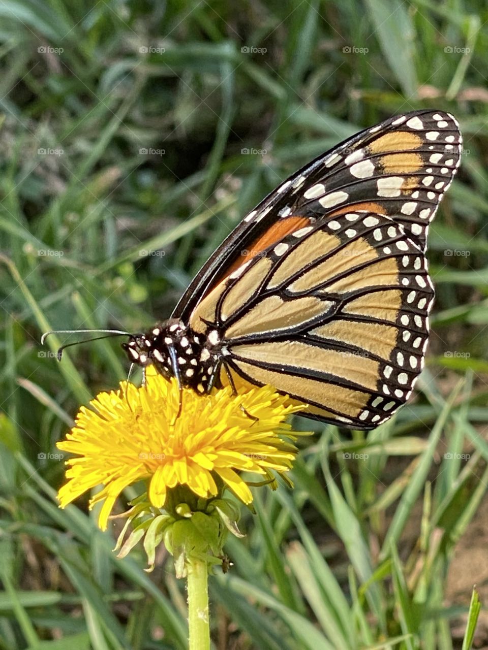 Monarch Butterfly on a Dandelion flower 