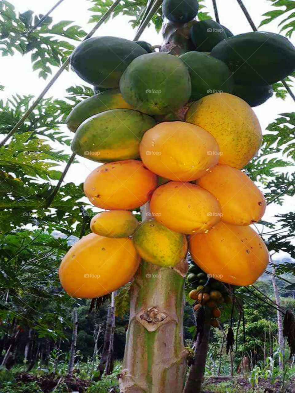 ECUADORIAN PAPAYA
