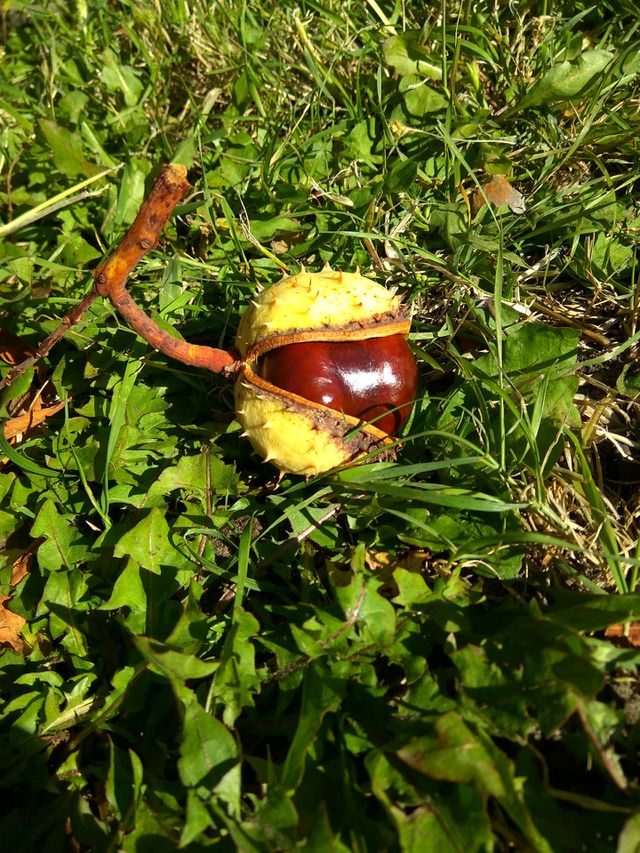 Autumn chestnut