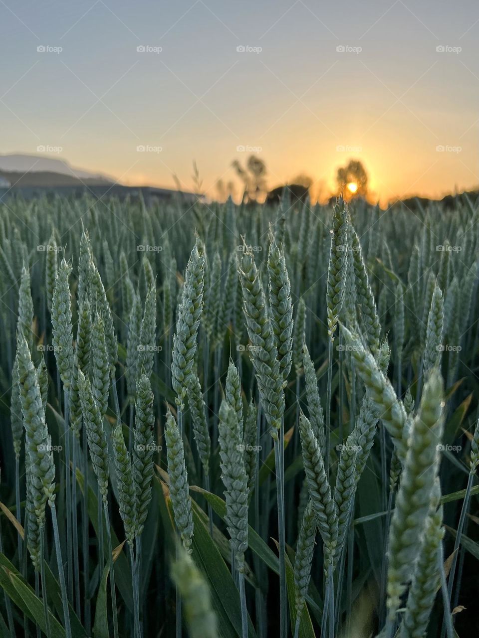 Wheat at Sunrise 