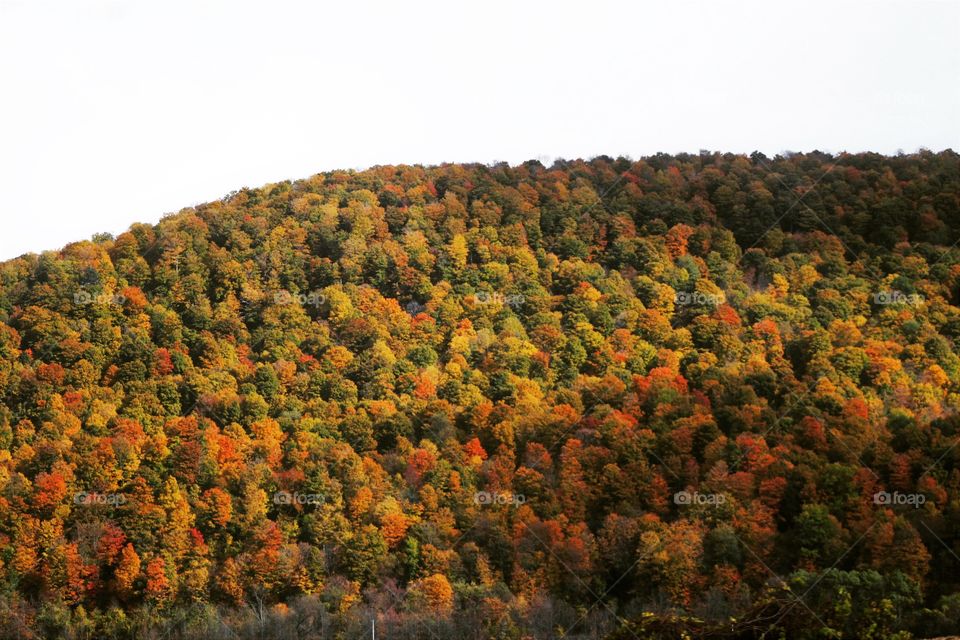 Colorful tree tops in Autumn on a mountain top