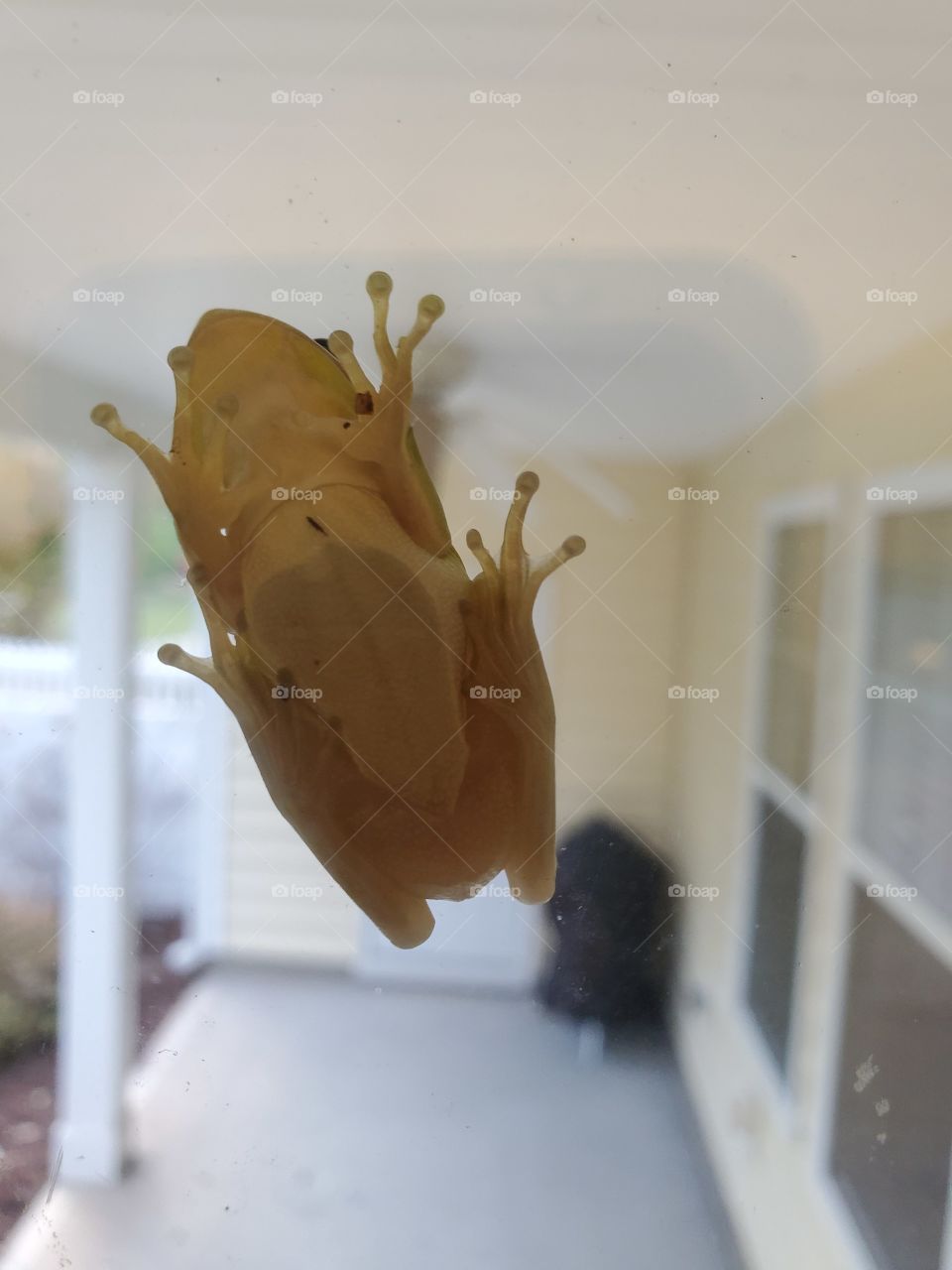 Frog in the window