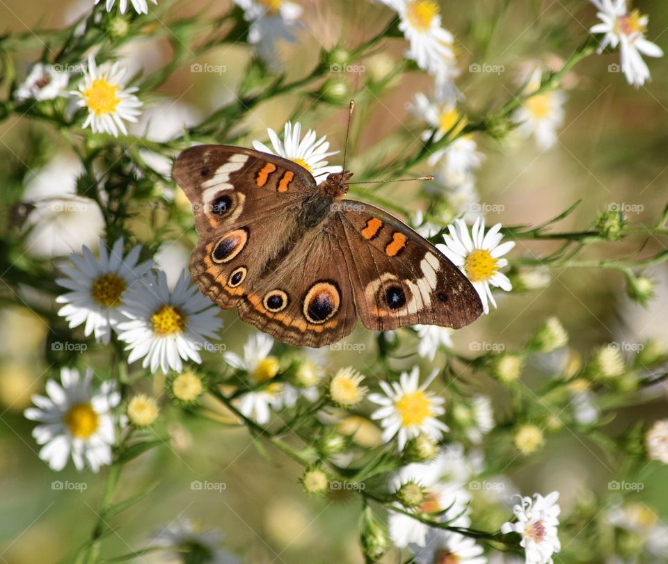 Butterfly on a bush. 