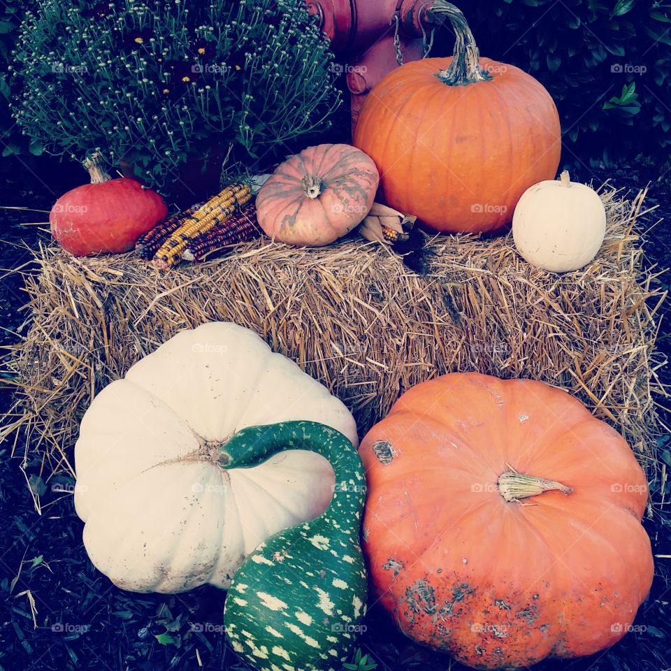 Fall Pumpkins and gourds on haybail with Indian corn