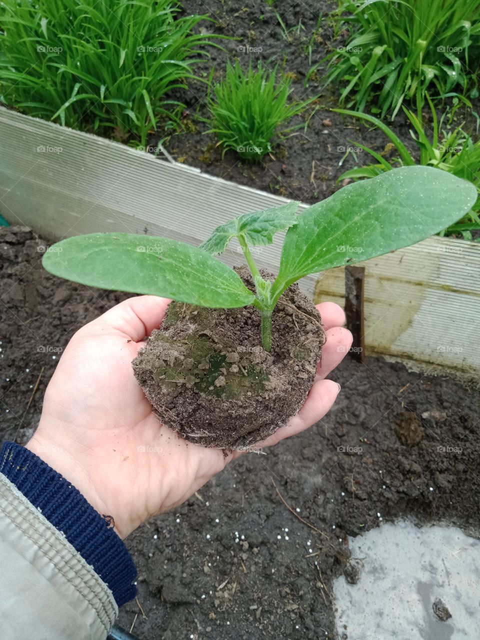 In the hand there is a seedling of a vegetable marrow before planting it in the ground.