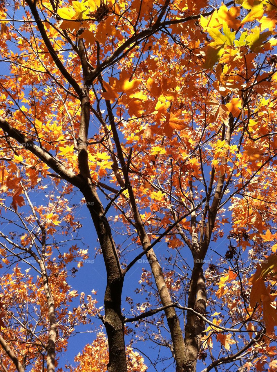 Fall colors gold and yellow 