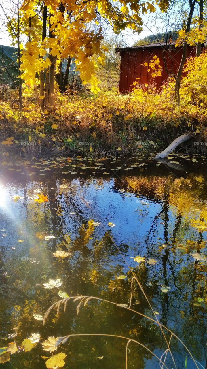 Leaf falling from the trees,  Norway