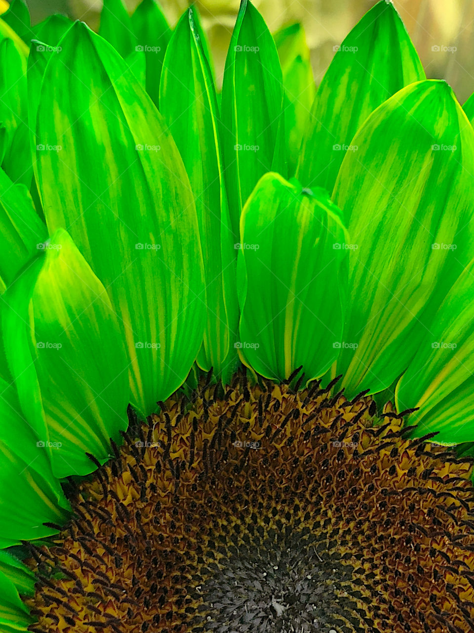 Green Sunflower