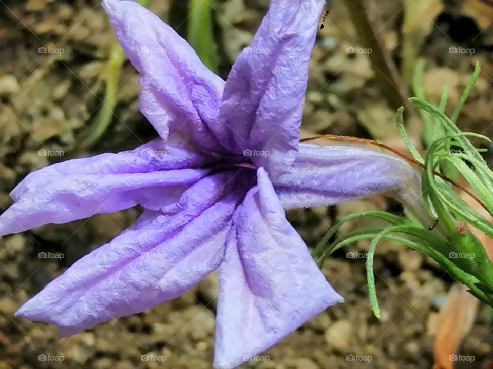 Nature. Small flower in zoomed view
