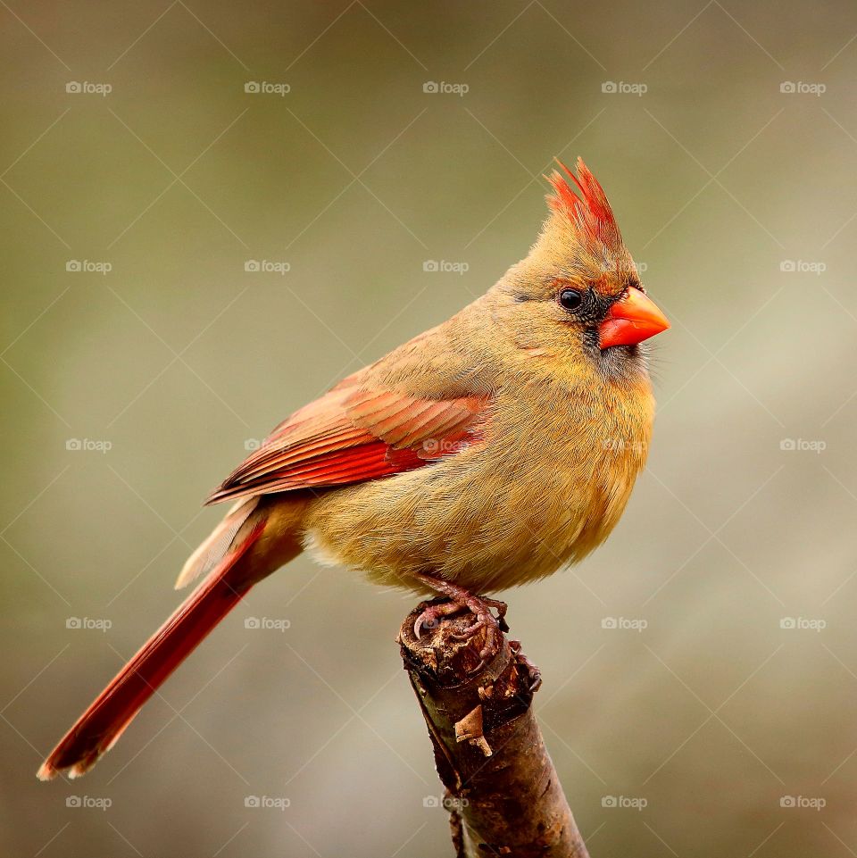 northern  cardinal  female