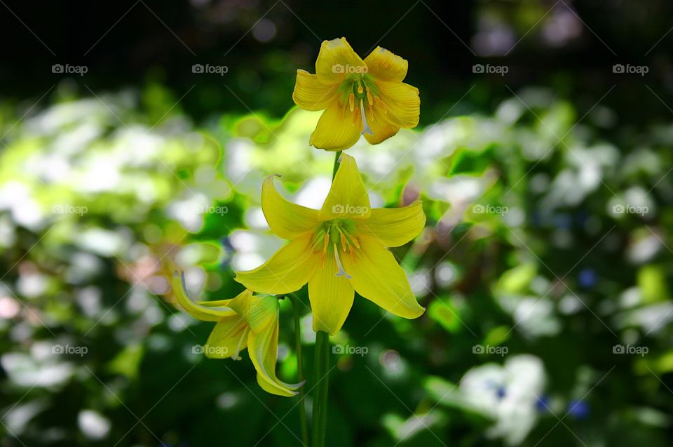 Yellow bell flowers