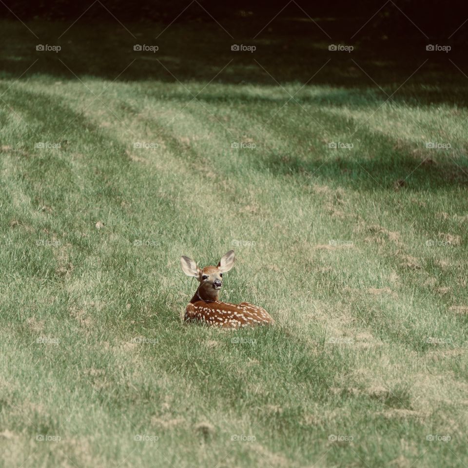 Fawn on the lawn. 