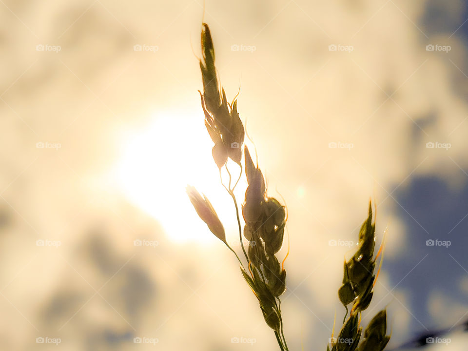 grass seeds with the sun in the background