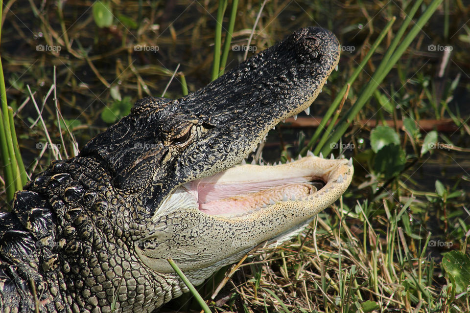 Crocodile, Reptile, Wildlife, Nature, Alligator