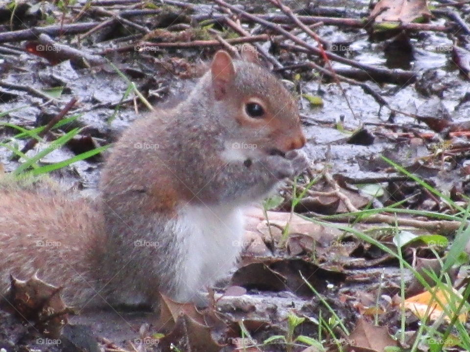 Young Squirrel