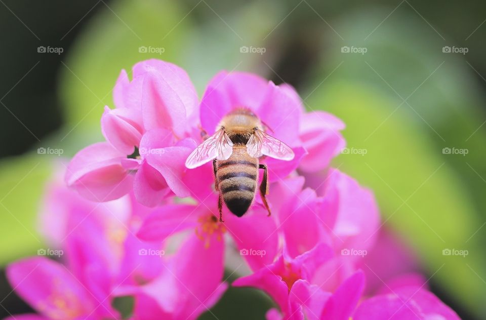 “Heart Shaped Bee Wings” on a Pink bouquet of flora 
