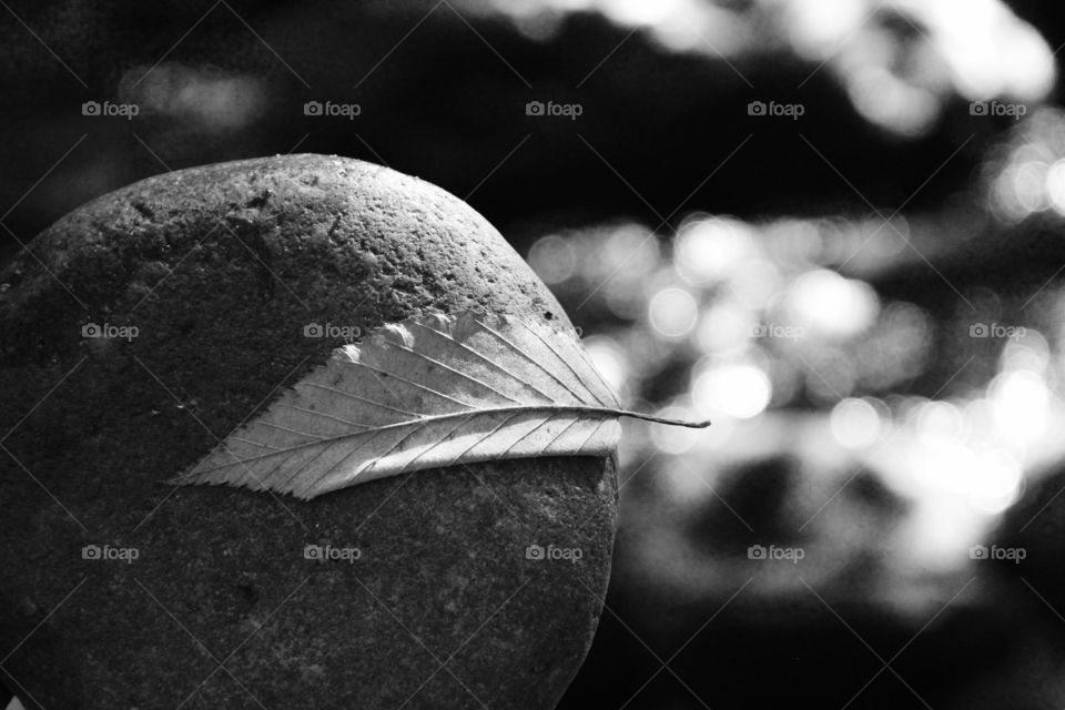 A leaf on a stone next to a creek