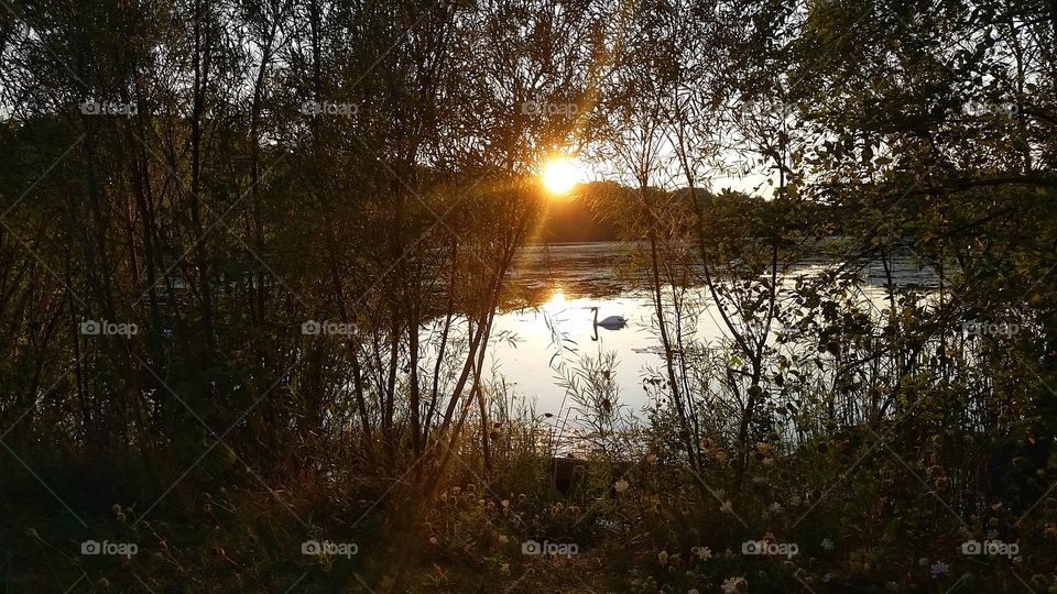 Swan at sunset