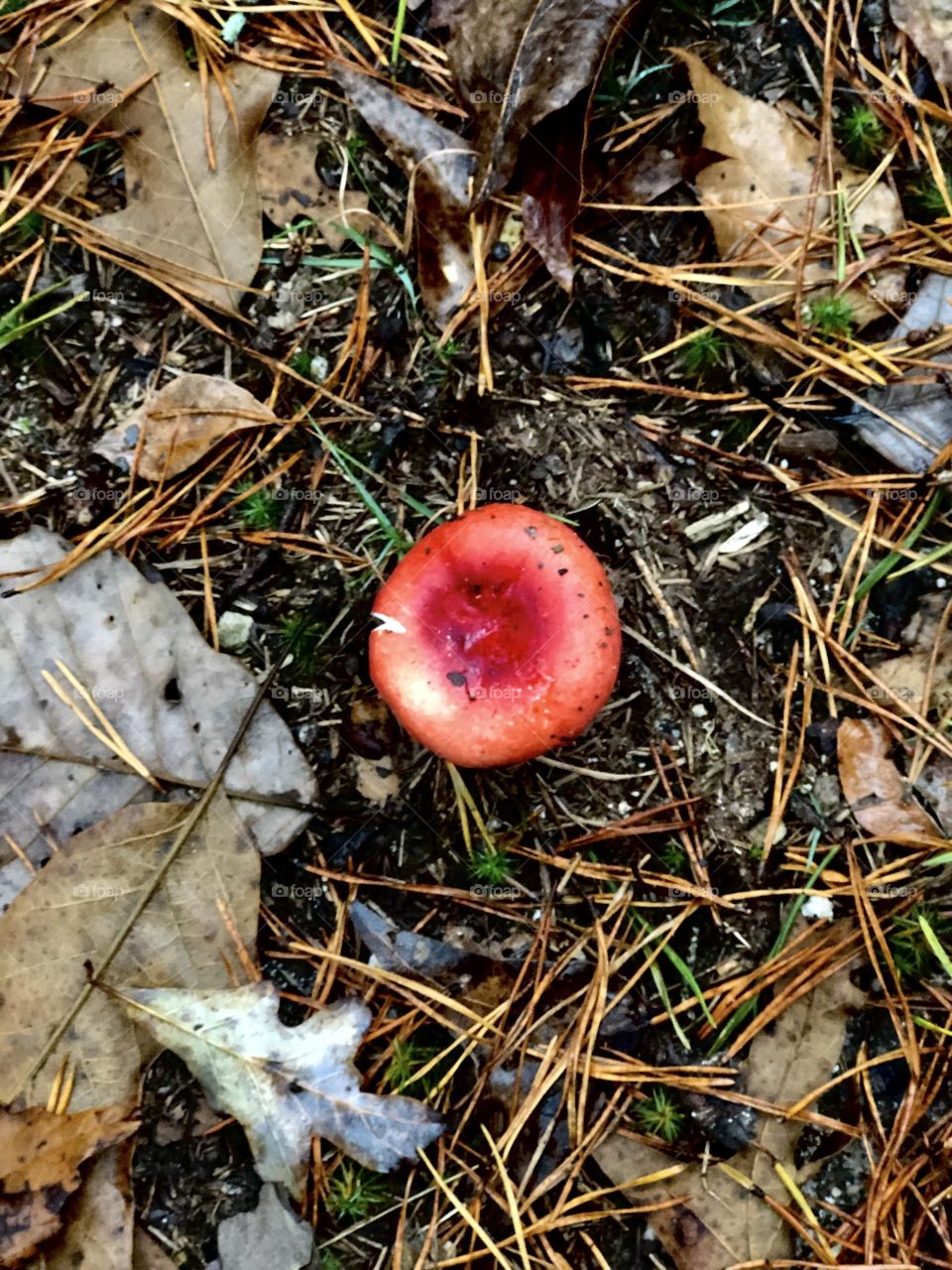 Colorful mushroom amid dead leaves 